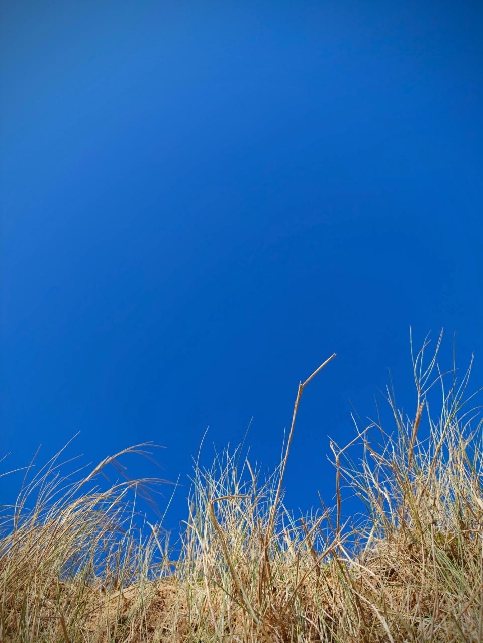cien bleu azuréen et quelques herbes jaunies par le soleil