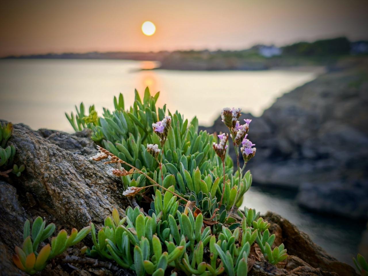 Une plante verte et à fleurs mauves devant le coucher de soleil